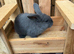 2 x Continental giant x French lop babies