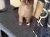 British short hair blue x ragdoll