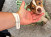 Male jack Russell 2 month old