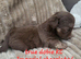 Special quality dobie Imperial shih tzu's