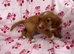 Beautiful cocker spaniel puppies