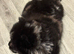 Last female Merle puppy ready to leave
