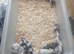 Males mice delivery available