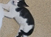 Blk/white kittens ready to go