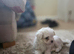 Korean Toy maltipoo puppies from Dna tested mum