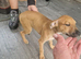 Staffy x saluki pups for sale