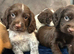 Cocker spaniel puppies
