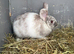 Violet 4 month old mini lop