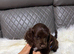Lovely boy for sale