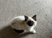 Toffee, Seal Mitted Ragdoll.