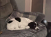 Mia- English Springer Spaniel