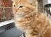 Beautiful fluffy ginger girl kitten