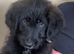 Shepadoodle puppies