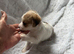 Jackapoo