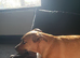 Jack russel x Staff