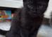 3 beautiful black British shorthair cross kittens