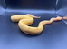 Banana Pinstripe Leopard Ball Python Hatchling