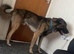 Belgian mali x caucasian Shepherd