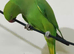 Baby tamed Indian ring neck talking parrot