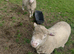 Poll Dorset Ram For Sale