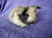 Baby mini lops for sale