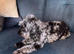 Merle cockapoo female