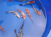 koi High Grade  normal and butterfly