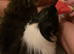 2 male guinea pigs