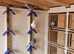 Racing pigeons