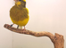 proven canary hen