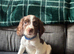Springer spaniel puppies ready to go