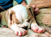 Olde Tyne English bulldogg