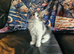 Turkish angora cross kittens READY NOW