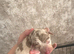 Two little mini Dacshund for sale