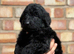 F1 Labradoodles