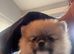 Pomeranian puppies