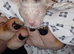 3 male maincoon kittens for sale
