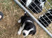 Border collie puppies