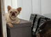 Female fluffy frenchie