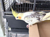Hand reared, DNA’d baby cockatiel.