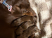 Stunning Purebred Miniature Dachshund Puppies - Chocolate & Tan Parents