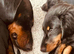 2 year old Daschund
