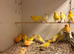 Fife Canaries