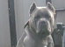 Cane corso for STUD