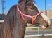 Kiki coming 2 Welsh c pony wpcs passported