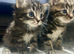 Bengal x kittens