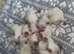 West highland terrier puppies for sale