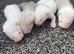 Ferrets be ready in 4 week