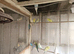 Budgies for sale. Young and adult budgies for sale