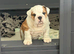 Stunning chunky boy KC Registered